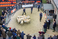 Border Cheviot Ewes-22